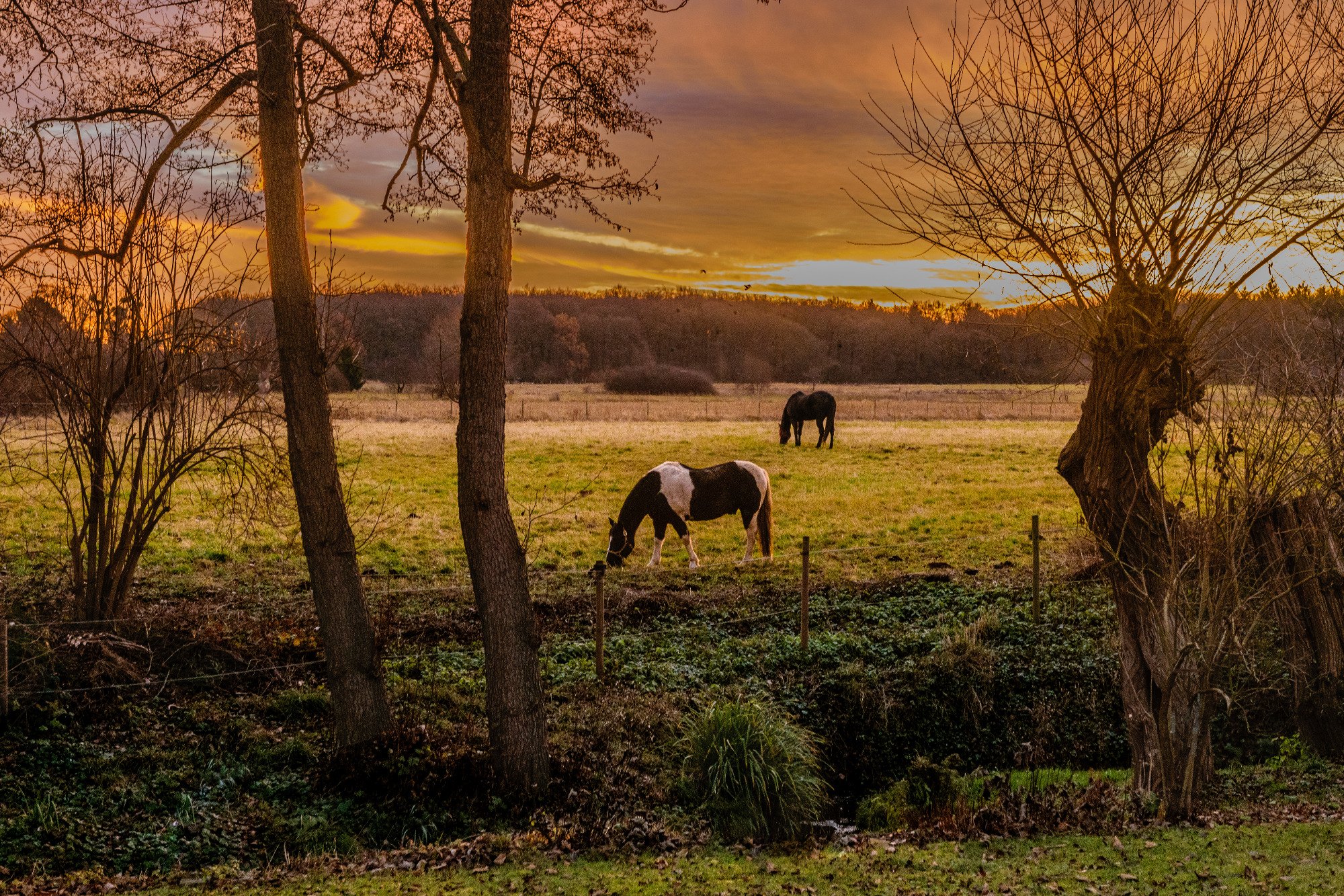 Pferdekoppel im Waldwinkel