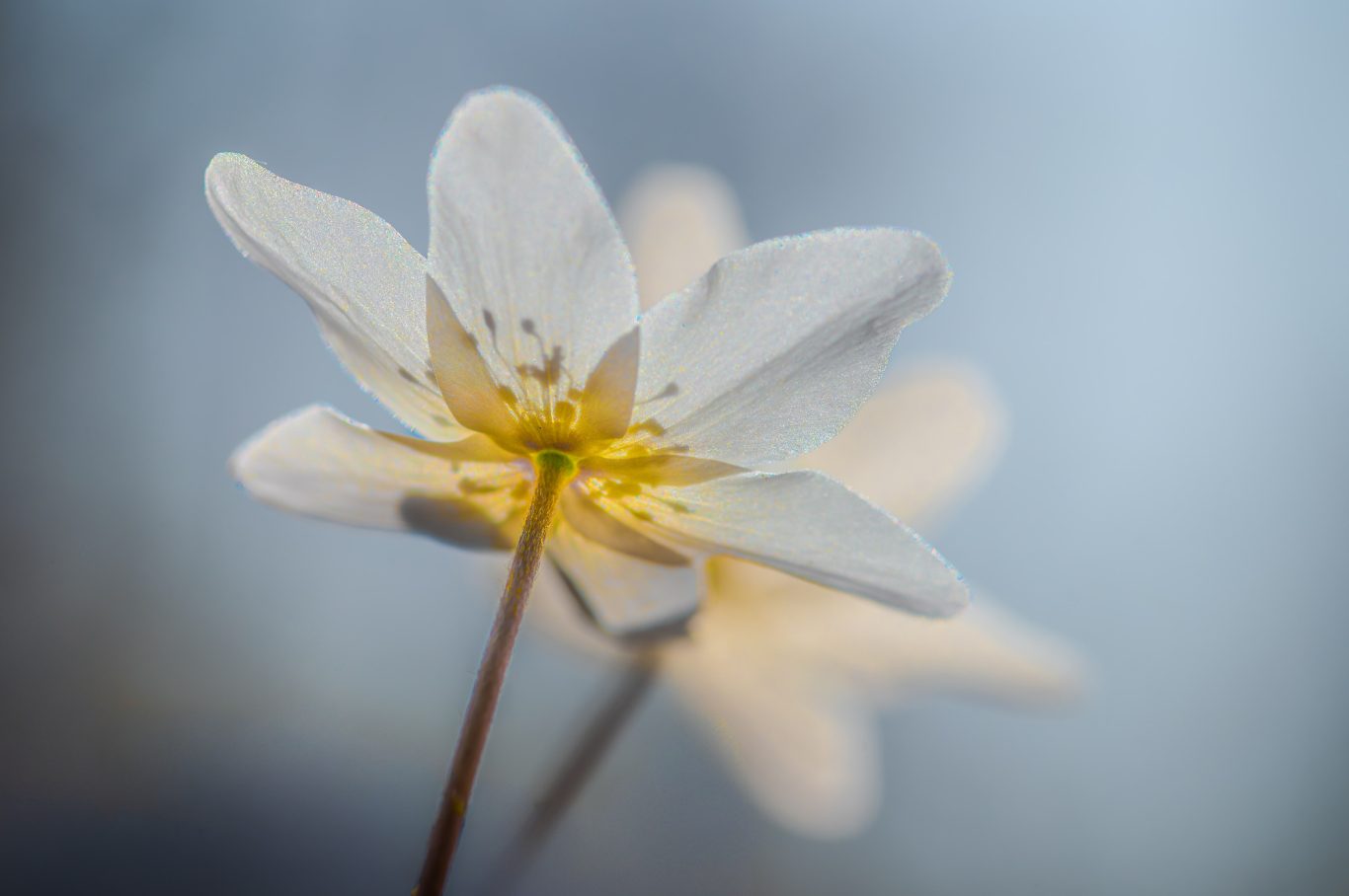 Buschwindröschen ((Anemone nemorosa)