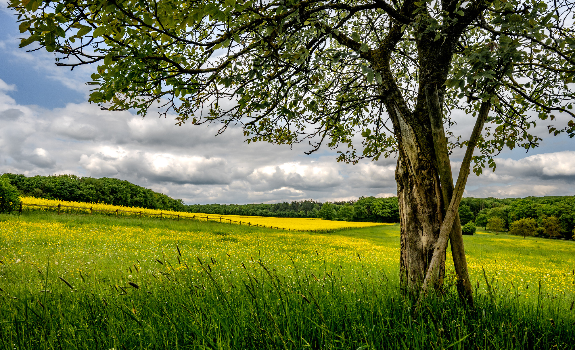 Rapsgelb Frühlingslandschaft